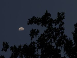 Moon-and-Branches_July_2025_3